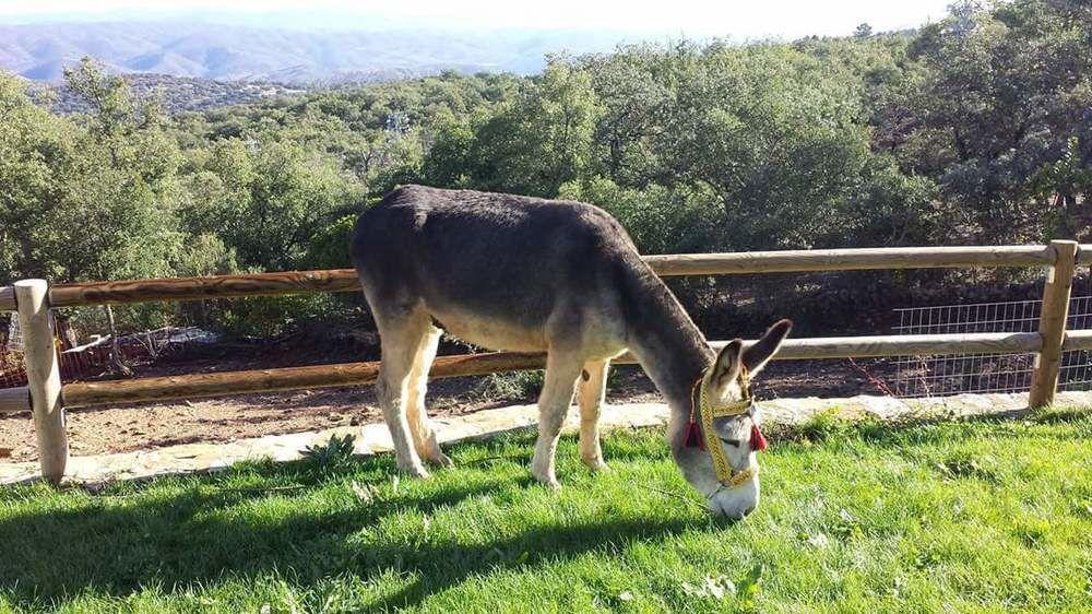 El Chaparral *